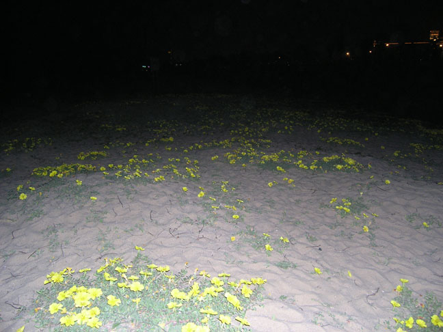 黄花
